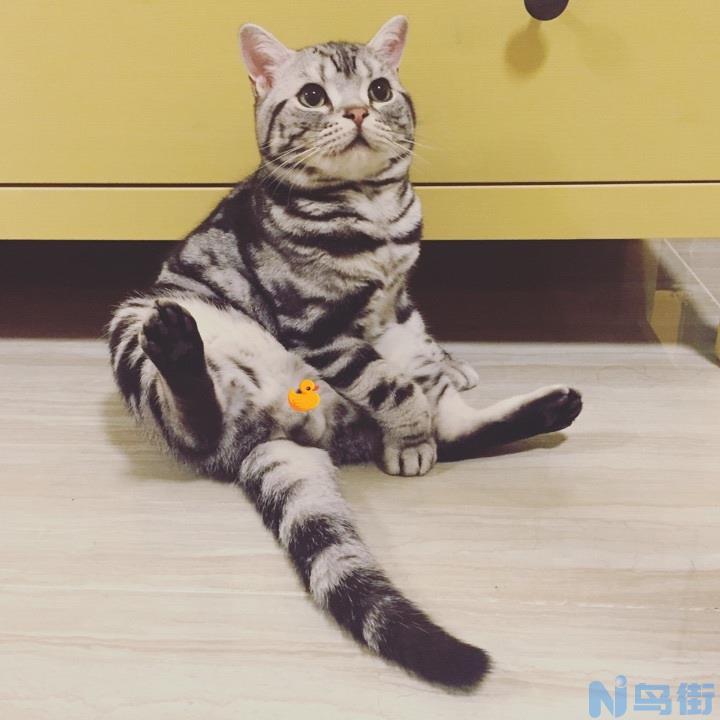 猫绝育什么意思？