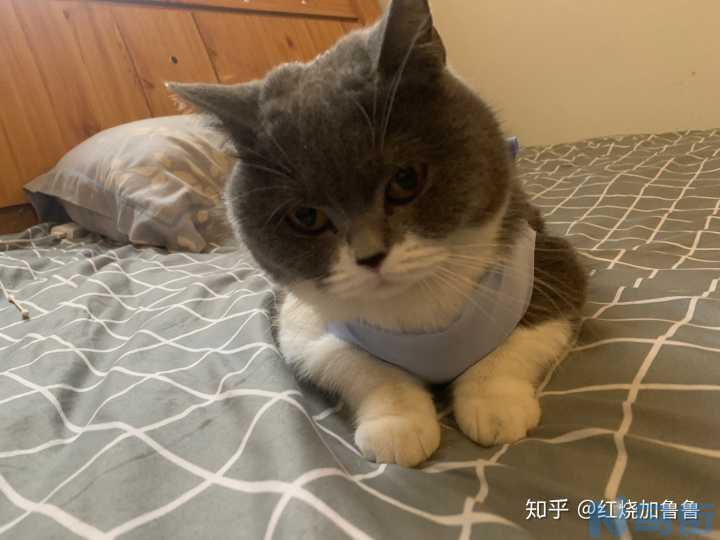 猫会难产吗？