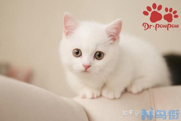 人吃的感冒药能给猫吃吗？