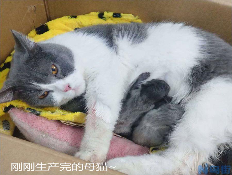 猫怀孕后多久生小猫？