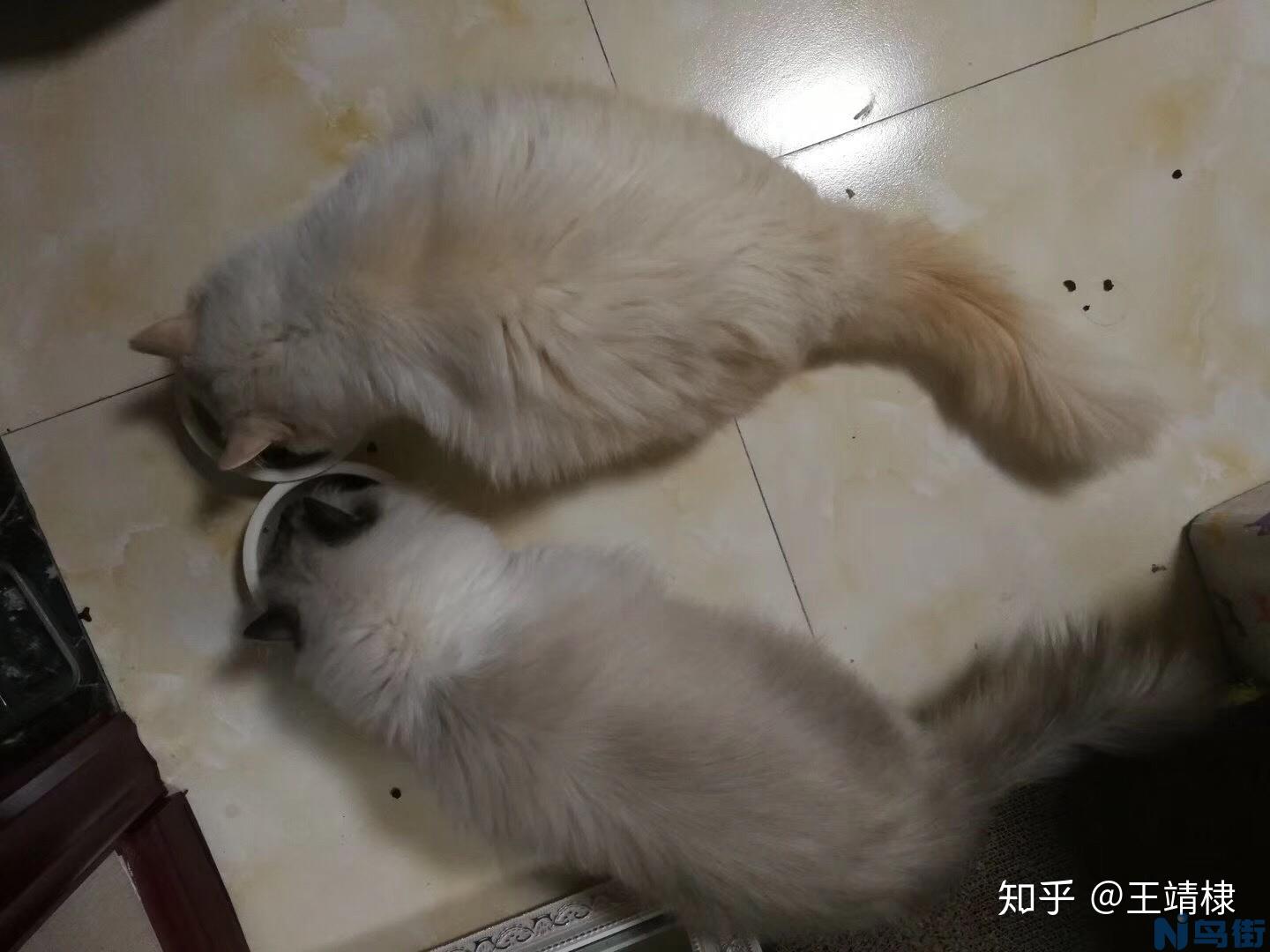 猫的营养膏一天喂多少？