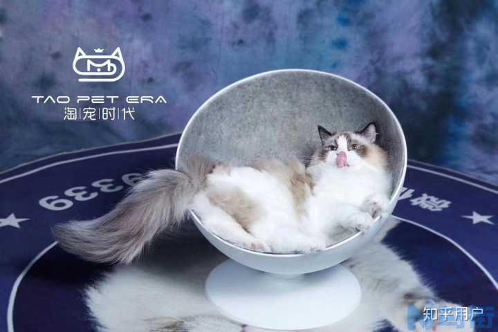 猫怎么受孕？