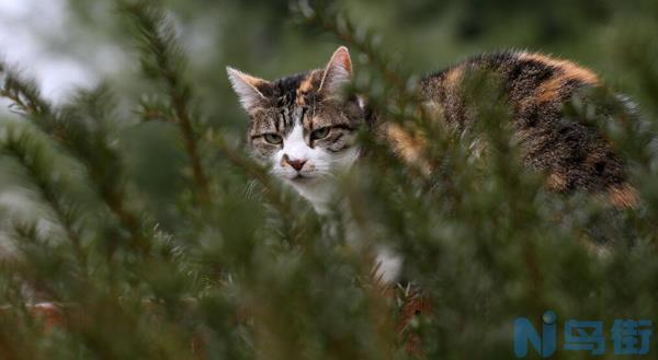 猫咪怀孕变化？