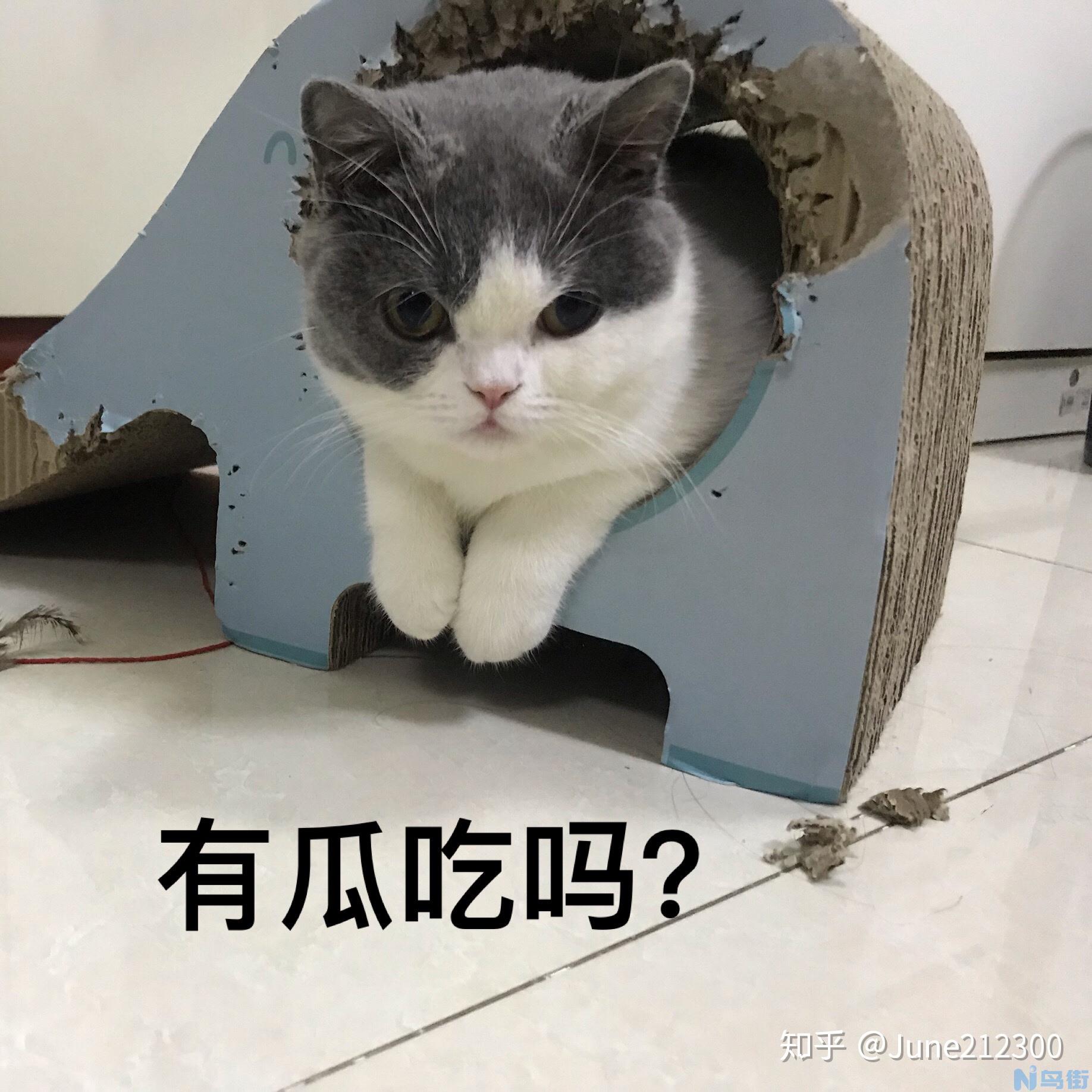 猫咪绝育后没有拉粑粑？