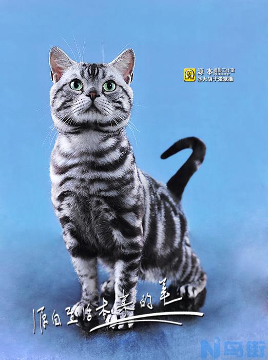 虎斑猫喜欢人的表现？