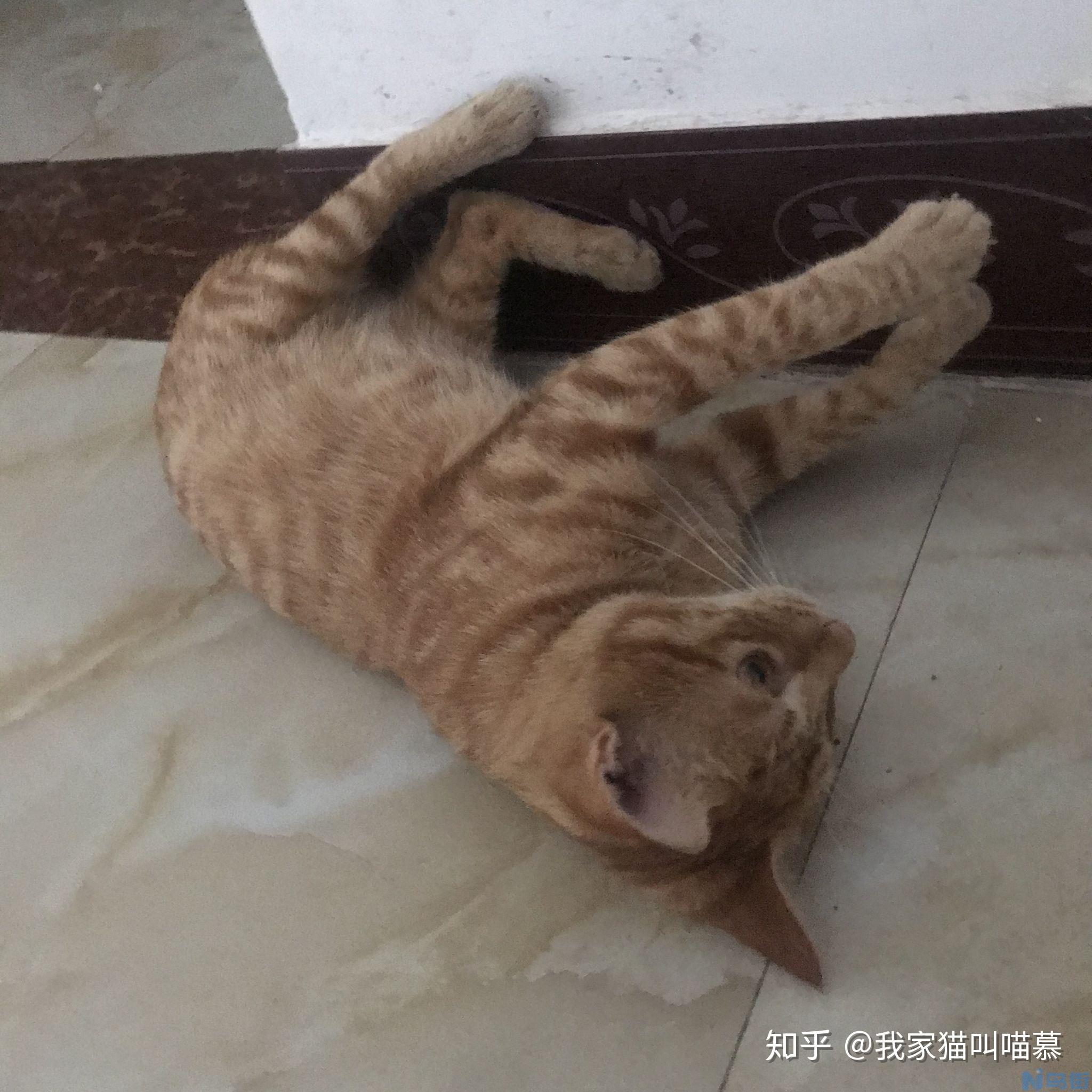 给猫掏耳朵猫什么感觉？