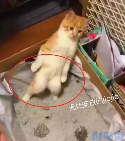 猫咪尿的少？