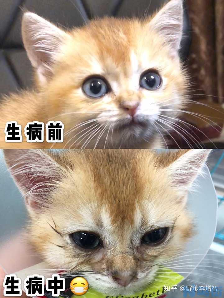 怎么判断猫鼻支？