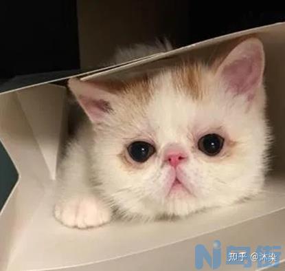 猫感冒和鼻支症状有什么区别？