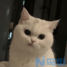 猫咪会笑吗？