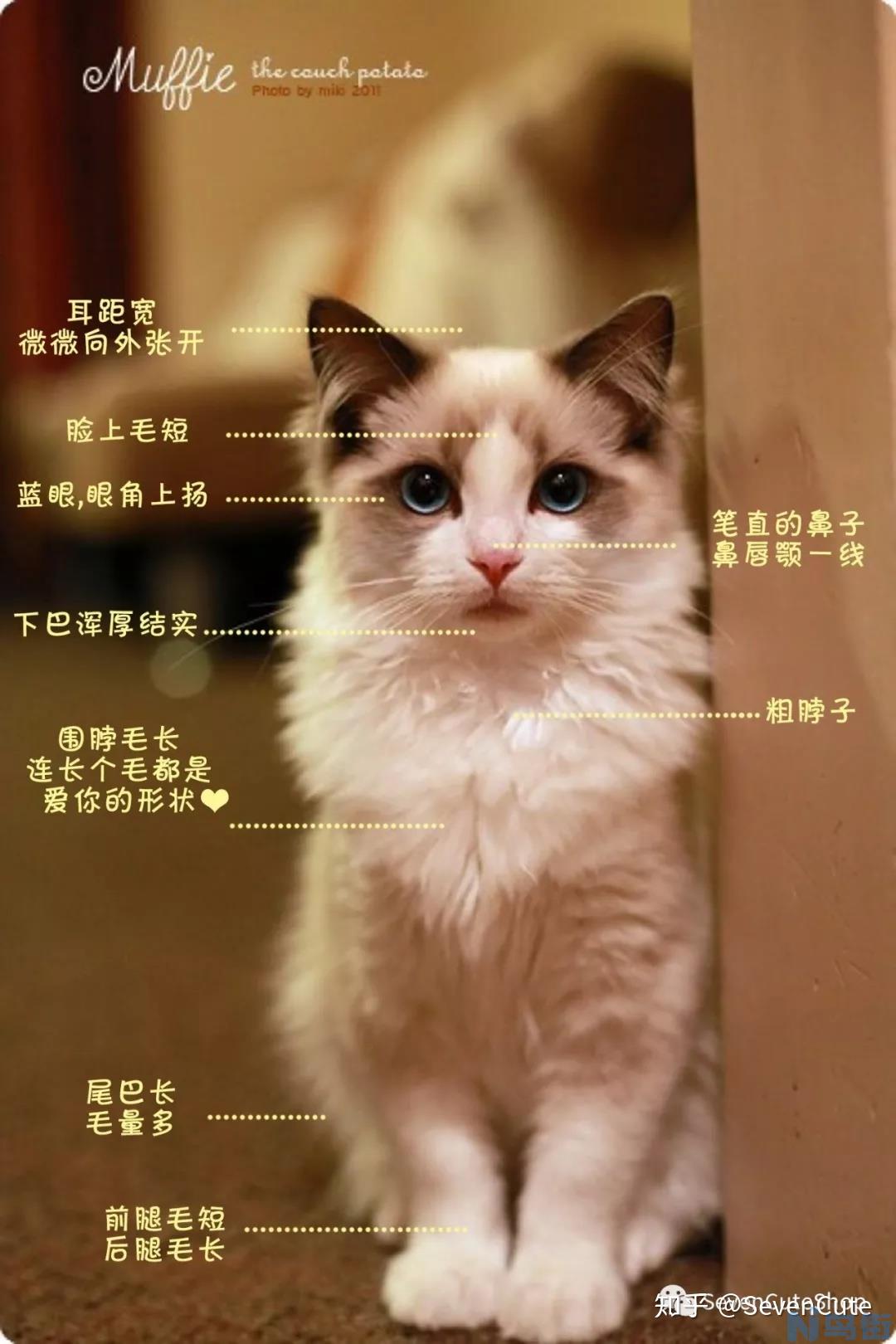 布偶猫特点？