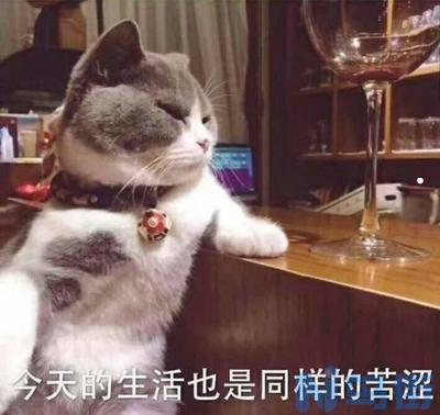 6个月的猫怎么看公母？