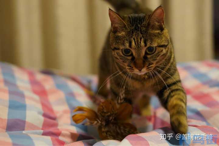 狸花猫是宠物猫还是土猫？