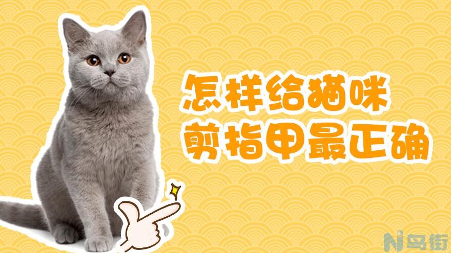 猫咕咕响是怎么回事？