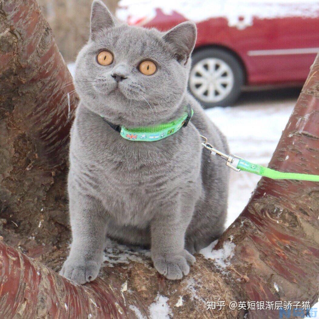 新手养蓝猫公猫好还是母猫？