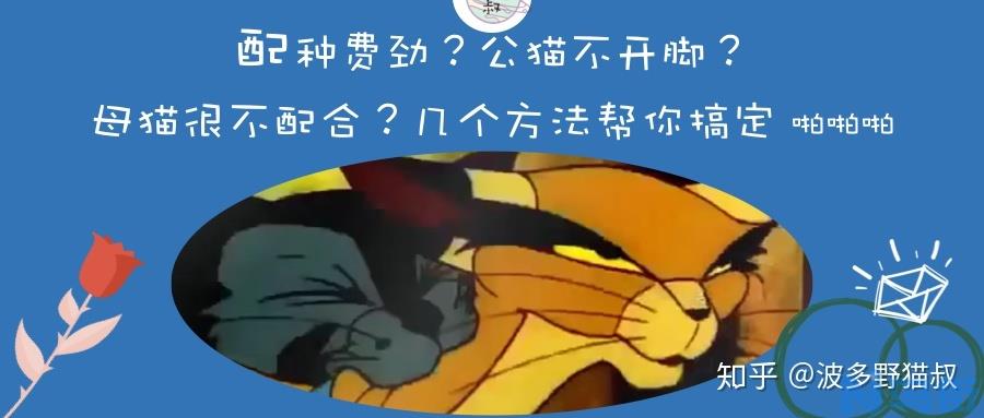 母猫不让公猫上怎么办？