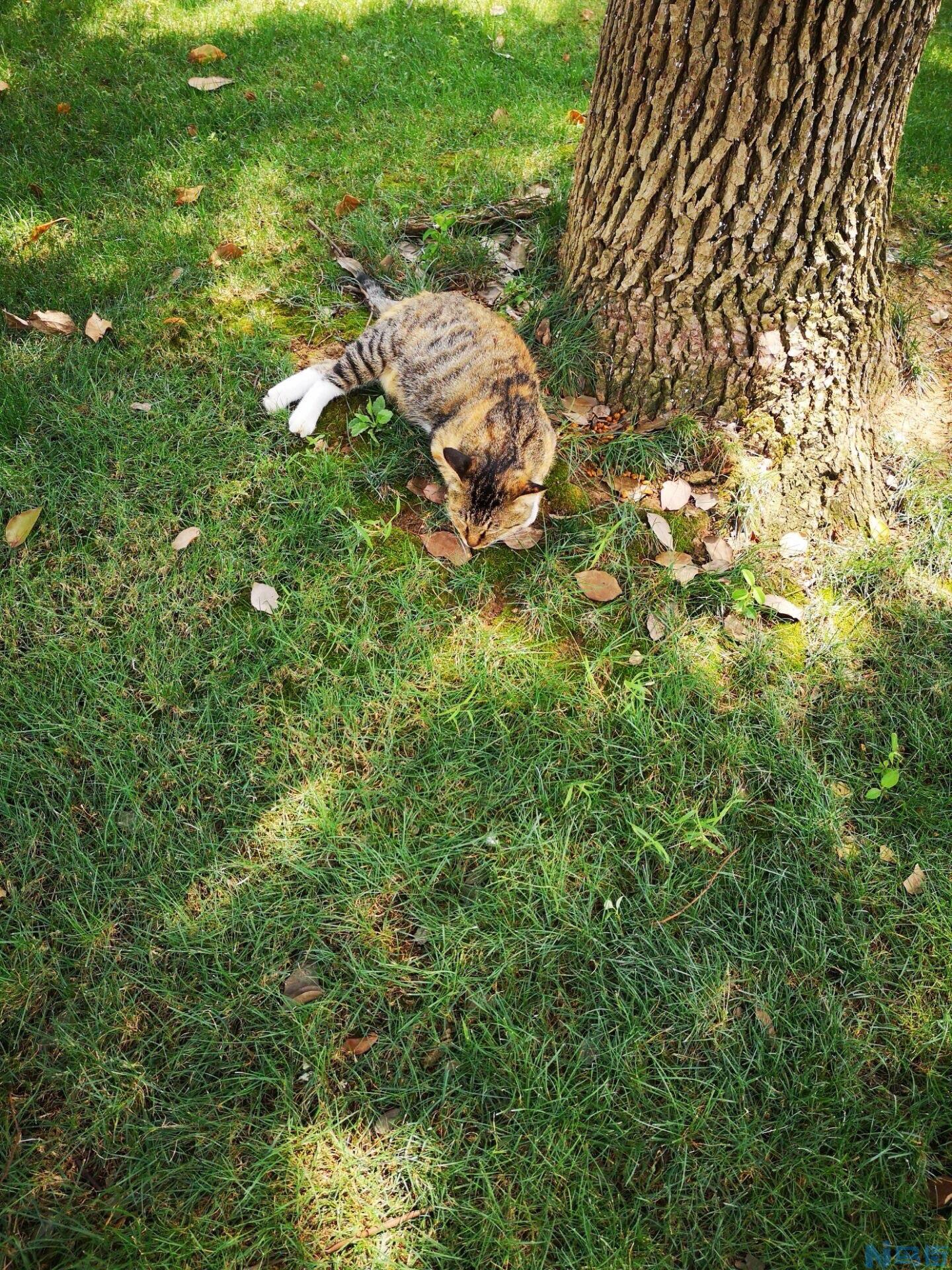 流浪猫生的小猫能养吗？