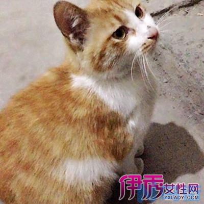 母猫怀孕一个月症状？