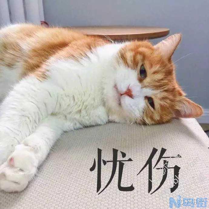 小猫得了猫癣怎么治？