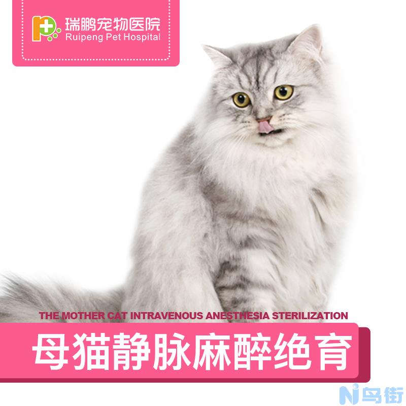 母猫绝育之后怎么照顾？