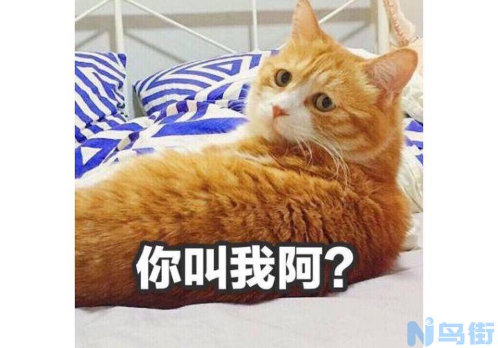 猫咪为什么突然叫不出声了？