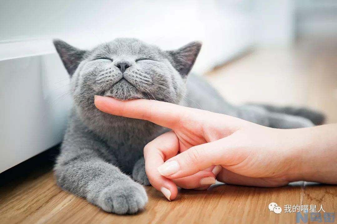 猫咪怀孕后怎么照顾？