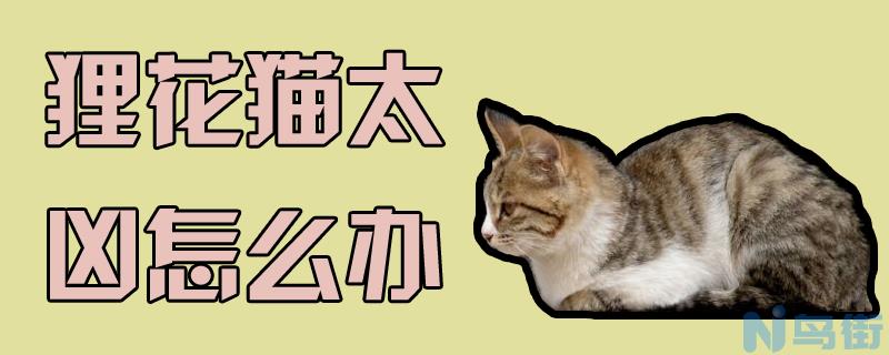 狸花猫太凶了怎么办？