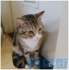 多大的猫可以吃猫薄荷？