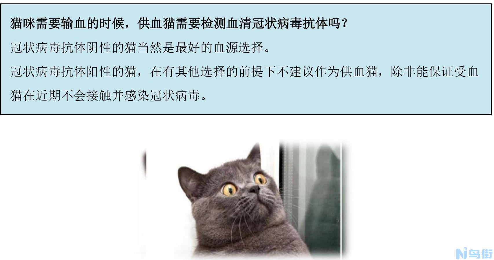 猫咪腹膜炎？