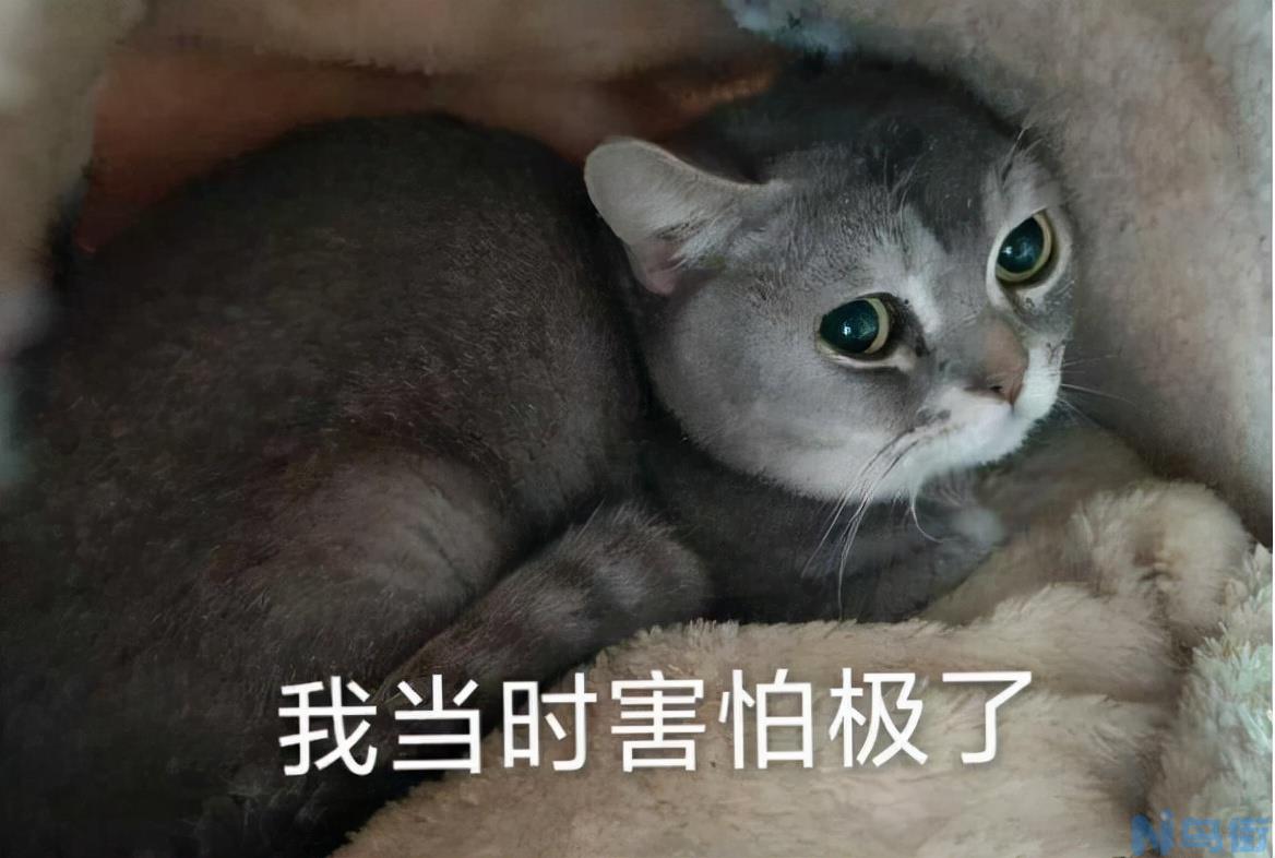 猫洗澡应激反应？