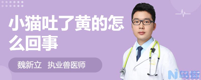 小猫呕吐黄水？