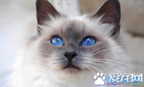 猫眼睛流泪是怎么回事？