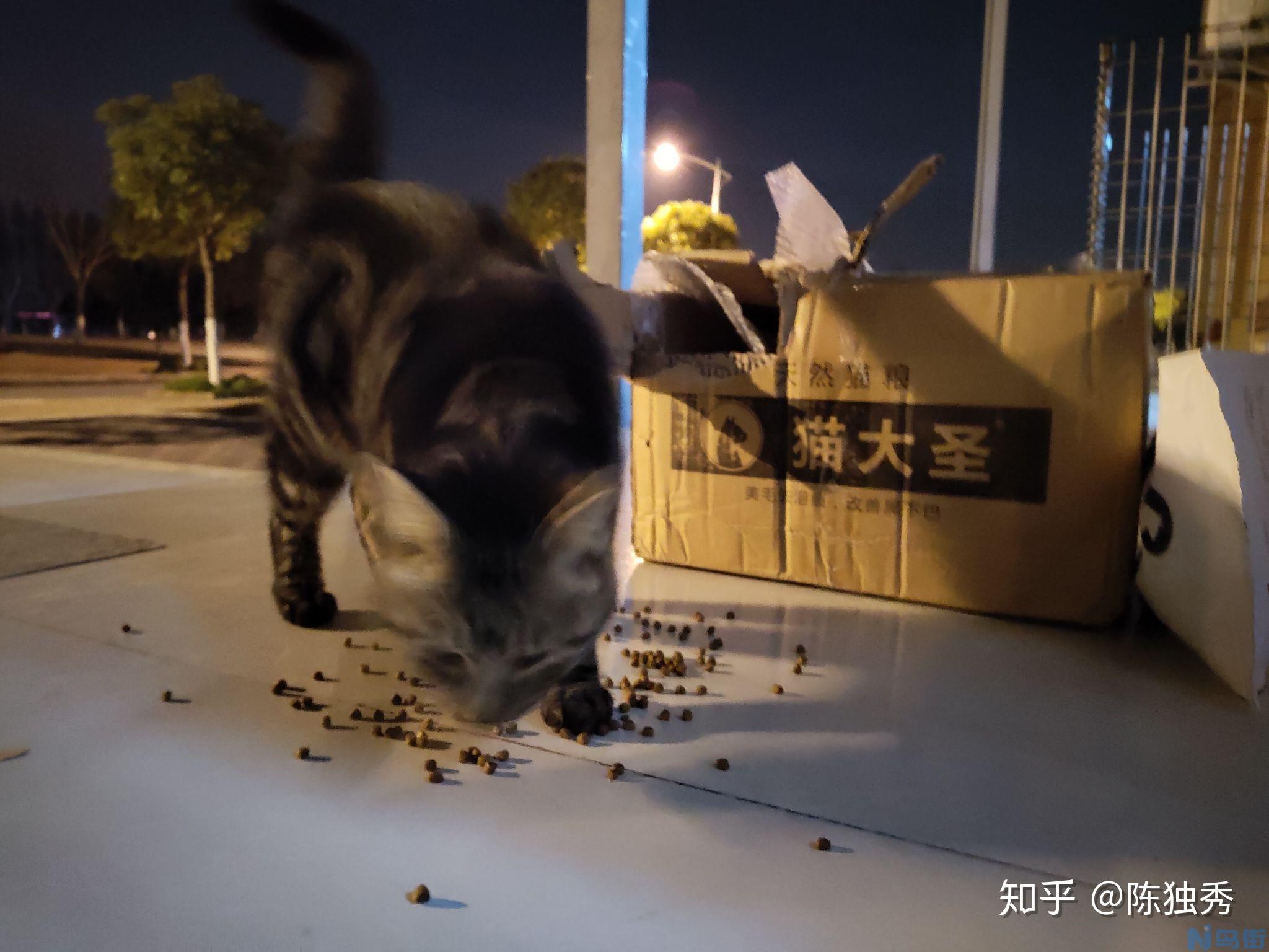 猫打几针疫苗？