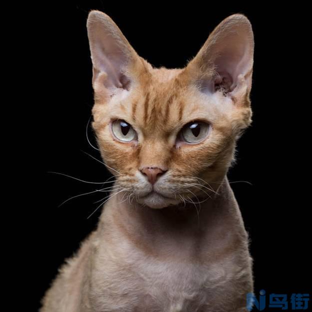 猫细小是什么？