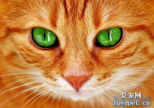 15天小猫眼睛分泌物多粘连？