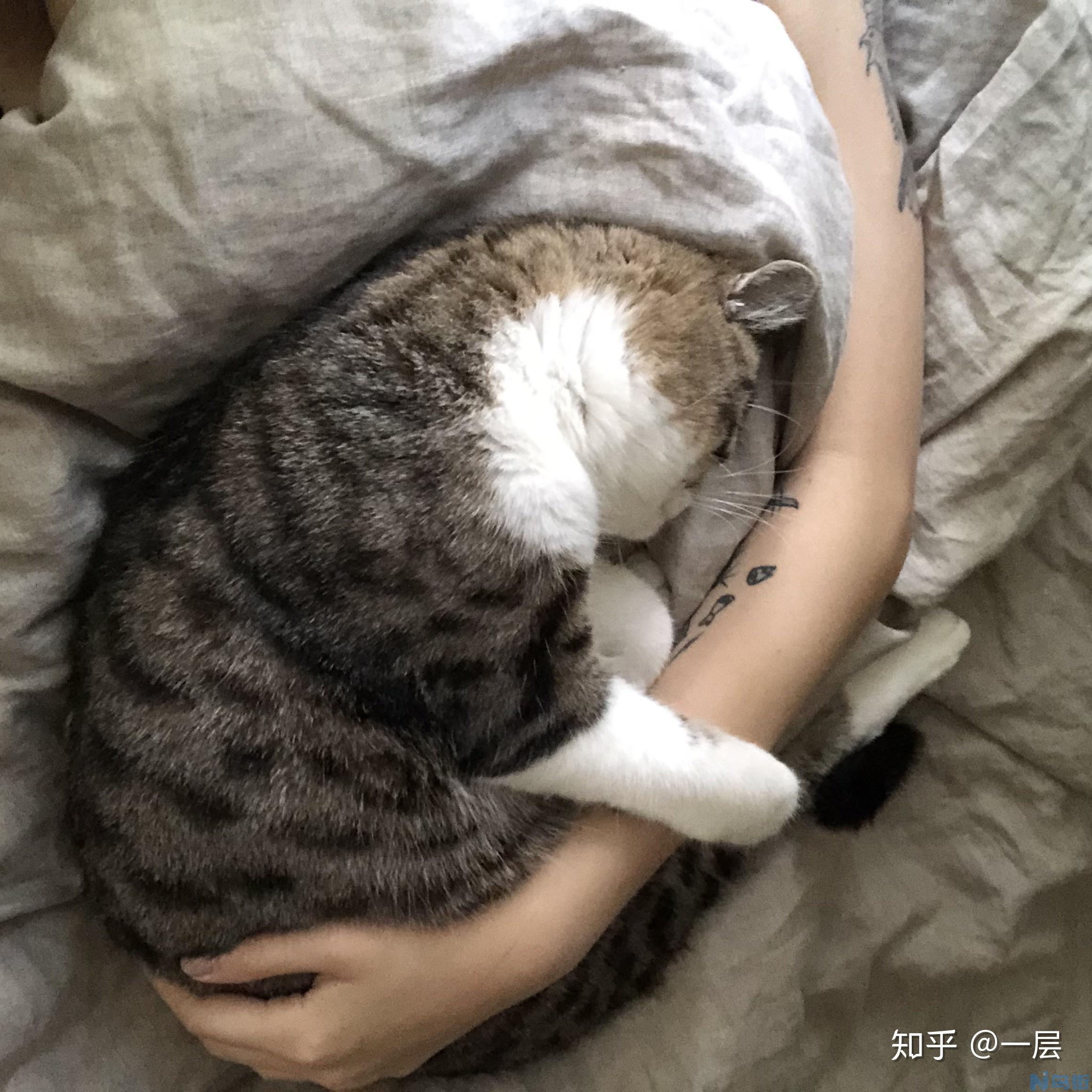 猫的眼睛什么时候变圆？