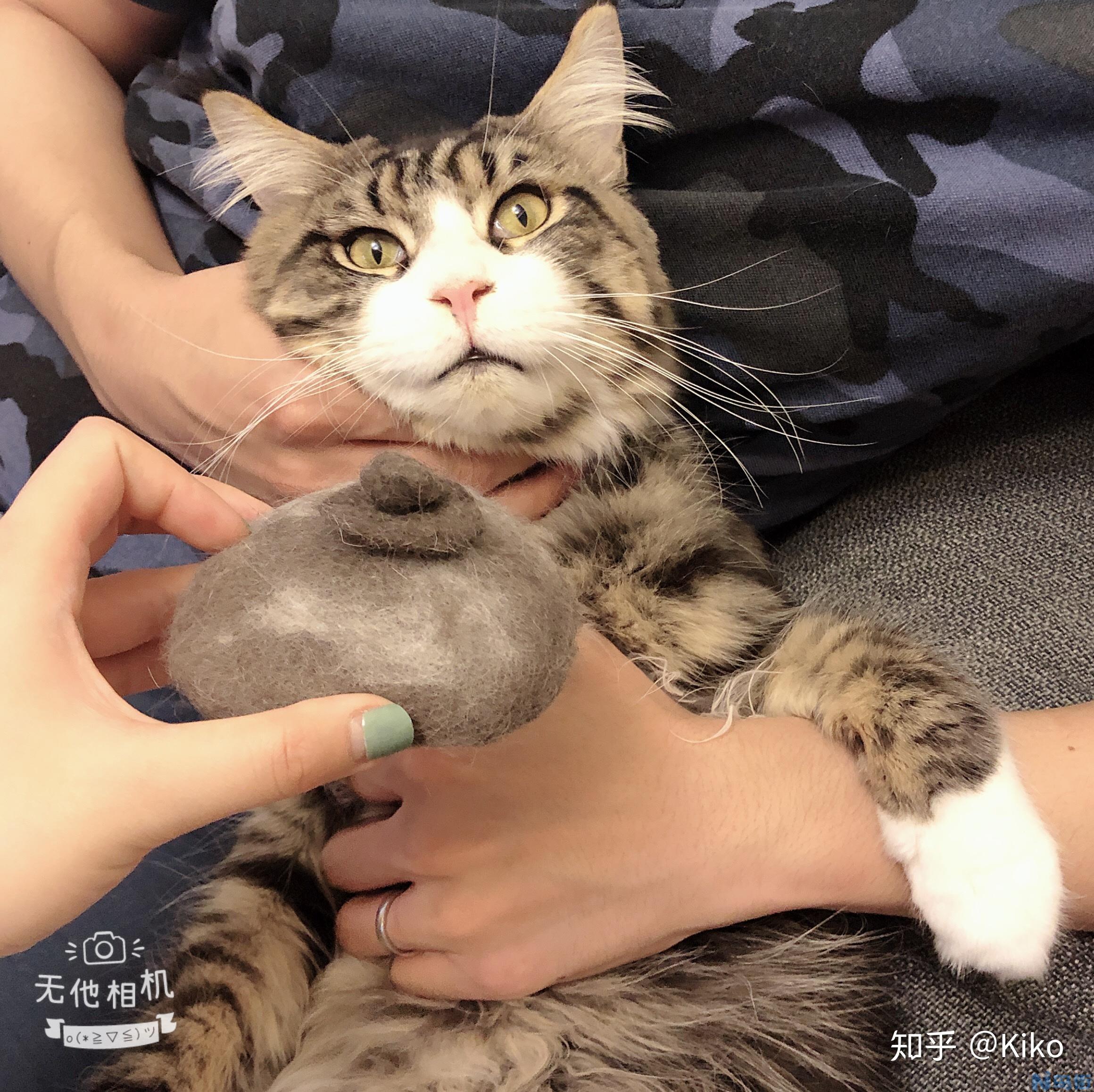 猫吃的冻干是什么？