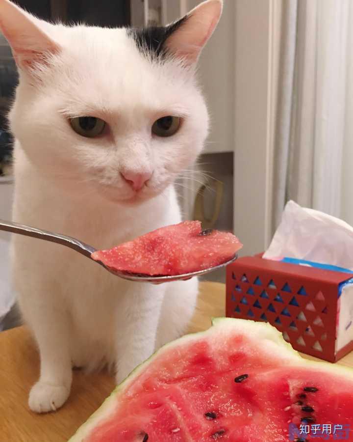 为什么猫不能吃猪肉？