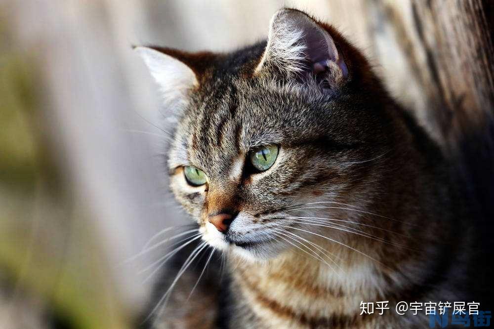 猫能吃人的维生素b吗？