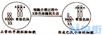 区分猫的性别？