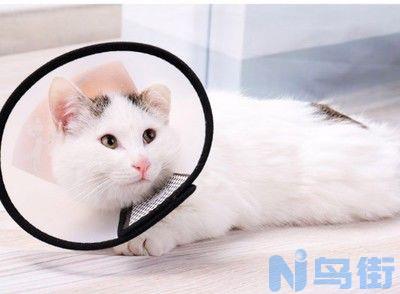 猫咪眼眶发红有分泌物？