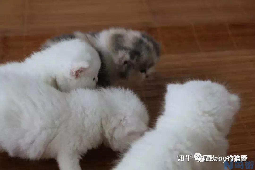 母猫孕期吃什么好？