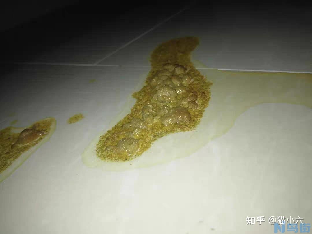 猫咪呕吐猫粮和黄水？