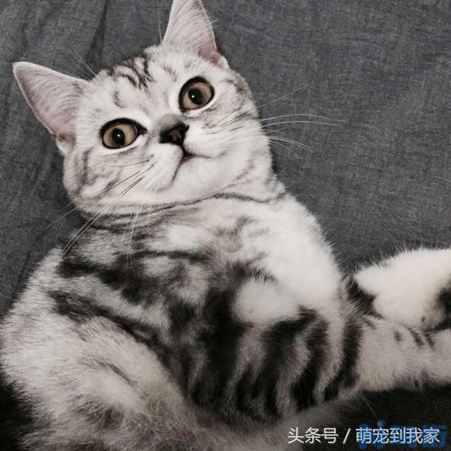 猫咪舔了碘伏有没有事？