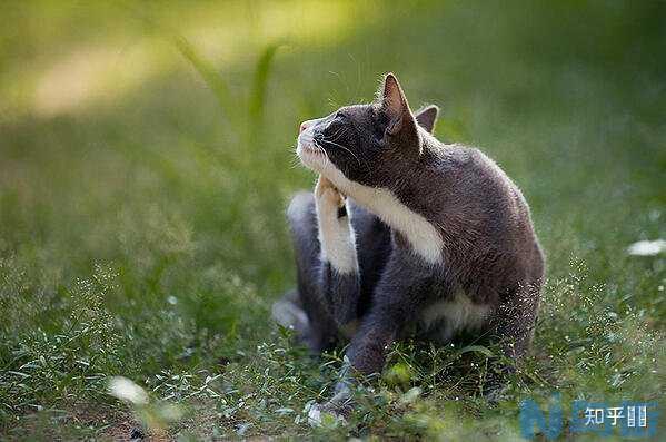 猫身上有白色皮屑掉毛？