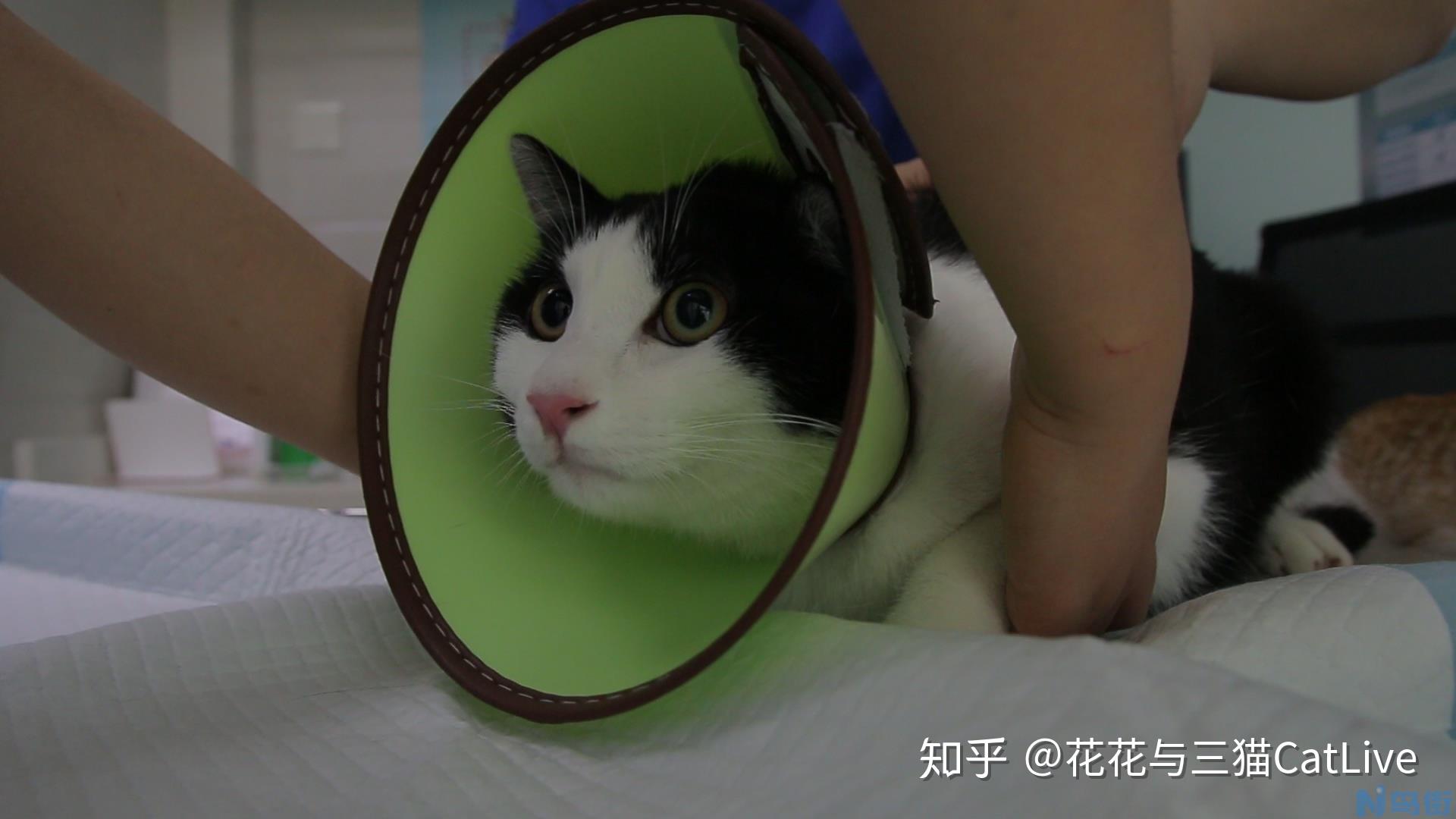 猫多大的时候可以打针？