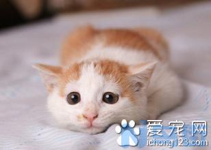 小猫干呕吐不出来？