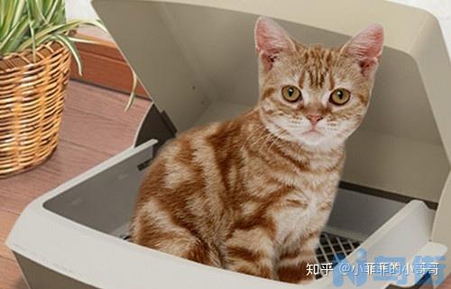 猫咪不拉屎肚子鼓鼓的？