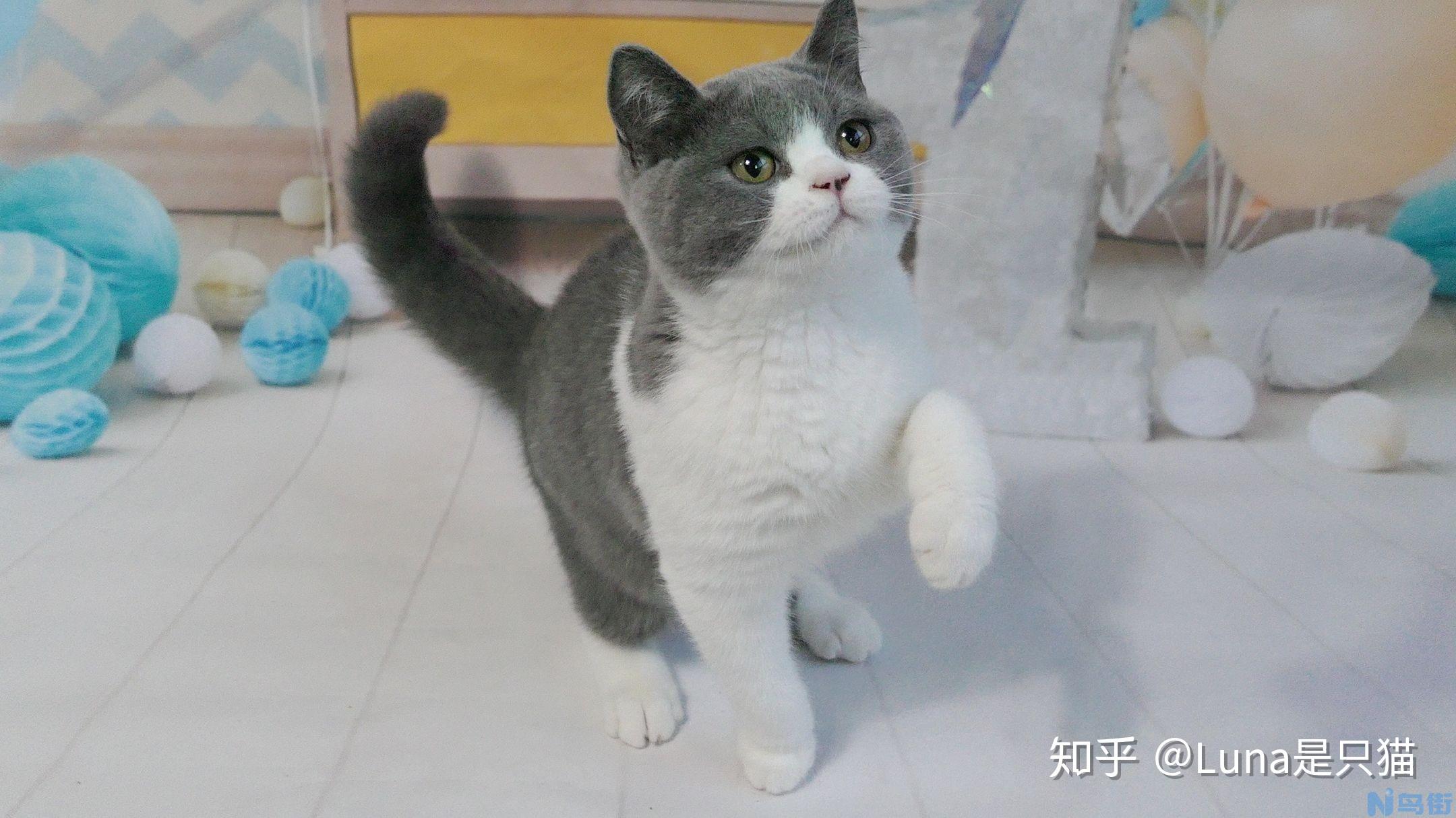 蓝猫发白怎么回事？