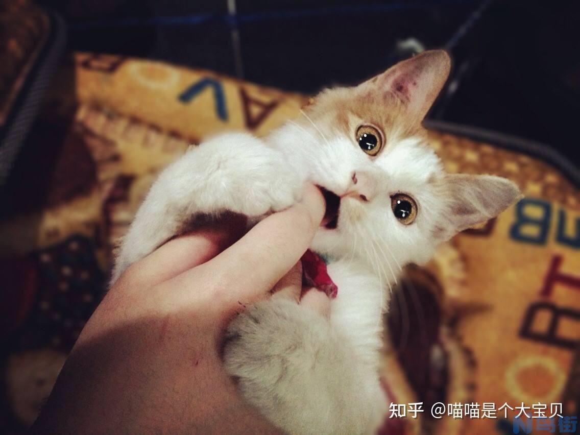 猫咪不拉在猫砂盆里？